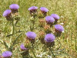 violet cardunculus flower seeds