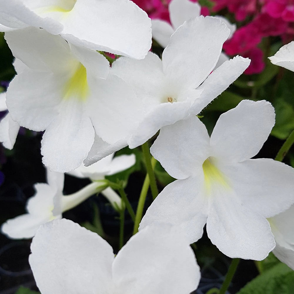 heirloom non flower seeds