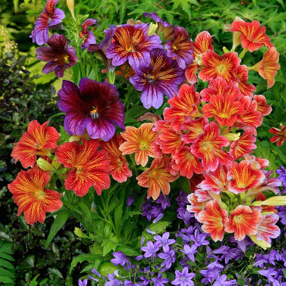 heirloom non flower seeds