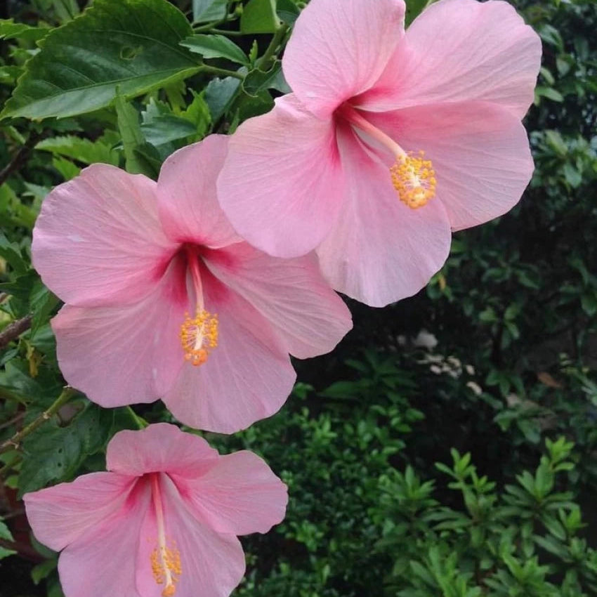 pink heirloom flower seeds