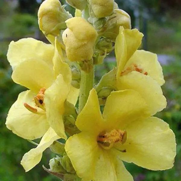 yellow densiflorum flower seeds