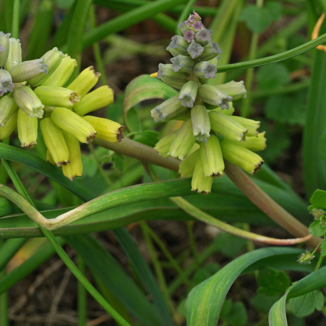 macrocarpum for flower seeds