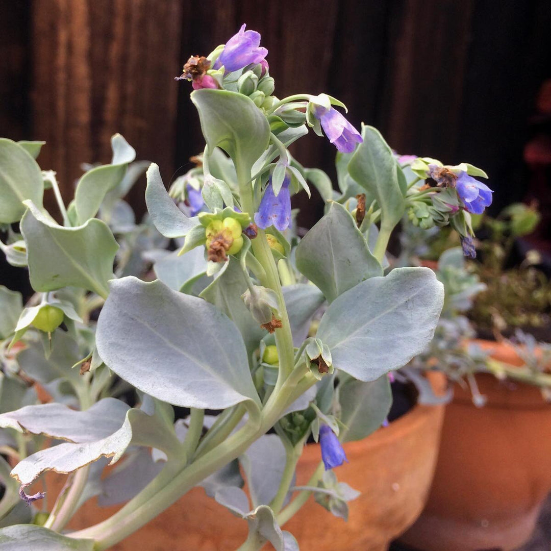 mertensia maritima flower seeds