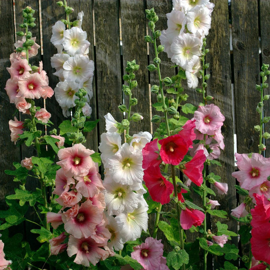 nic hollyhock flower seeds