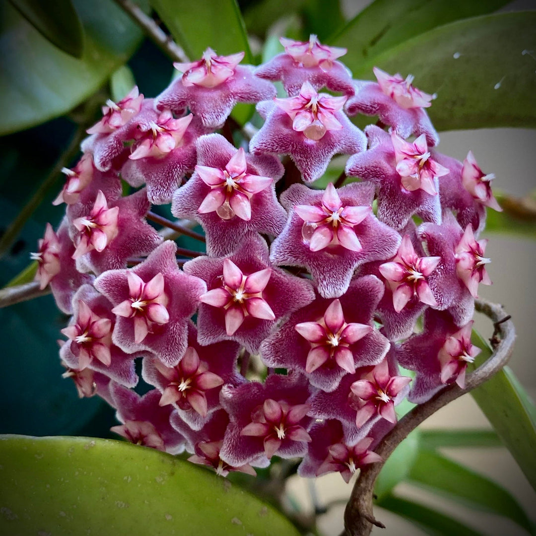 heirloom maroon flower seeds