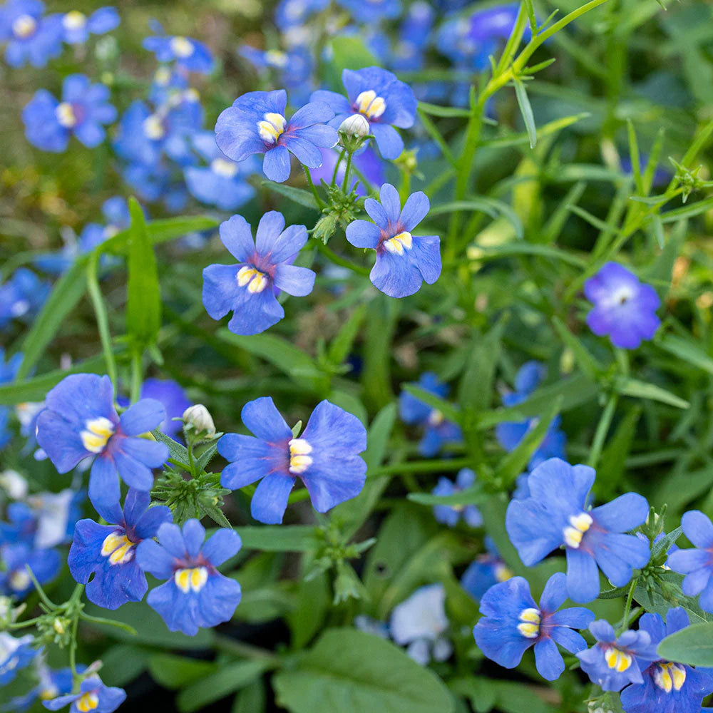 blue nemesia flower seeds