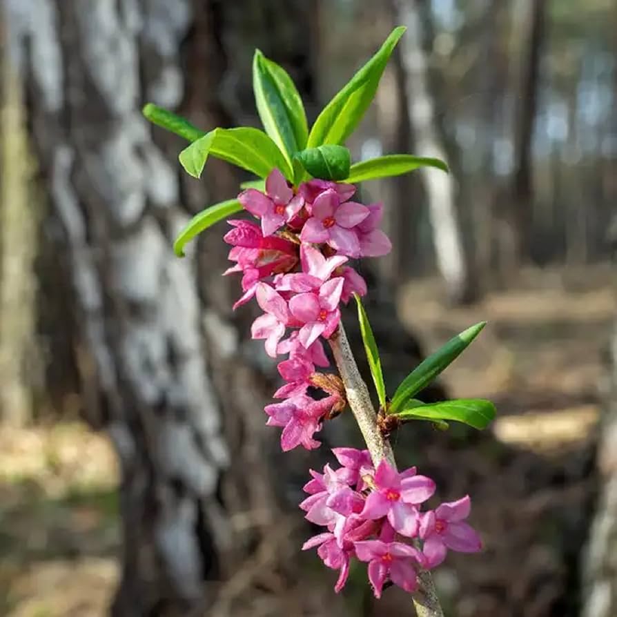 pink daphne flower seeds