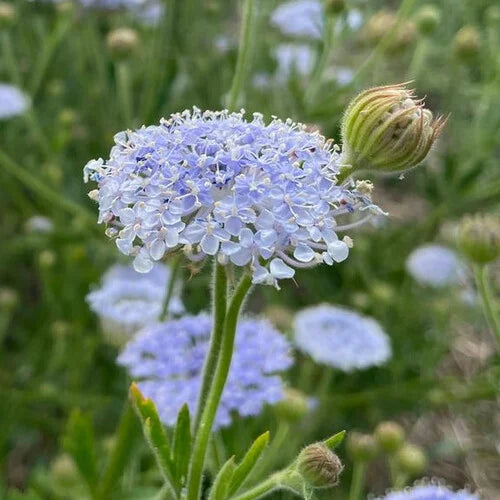 blue organic flower seeds