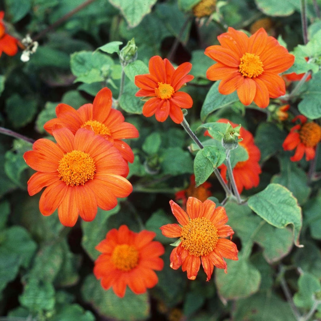 orange heirloom flower seeds