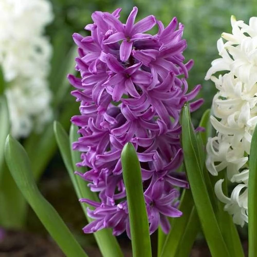 violet organic flower seeds