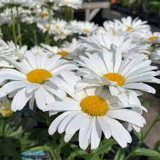 white leucanthemum flower seeds