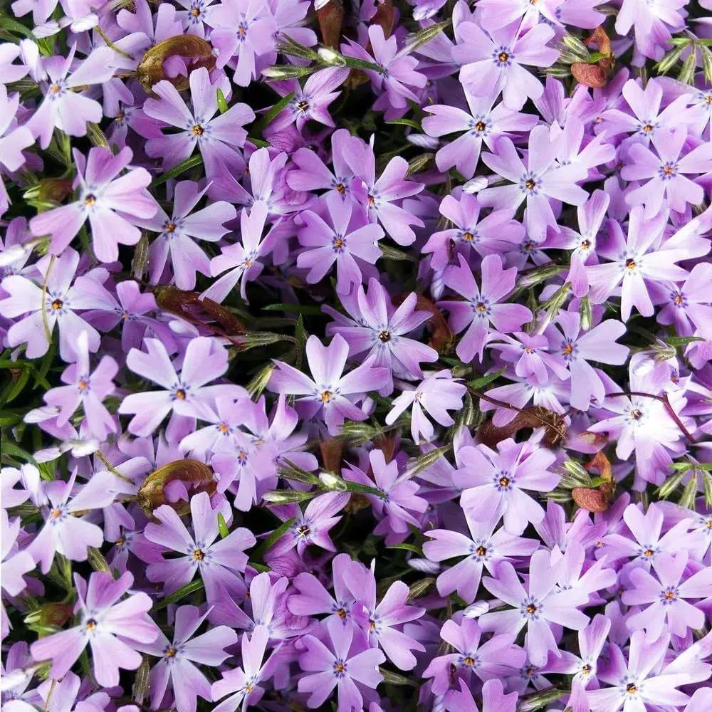 lavender linanthus flower seeds