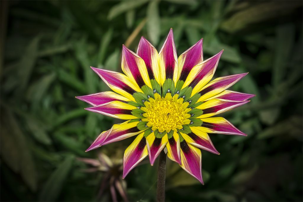 pink yellow flower seeds