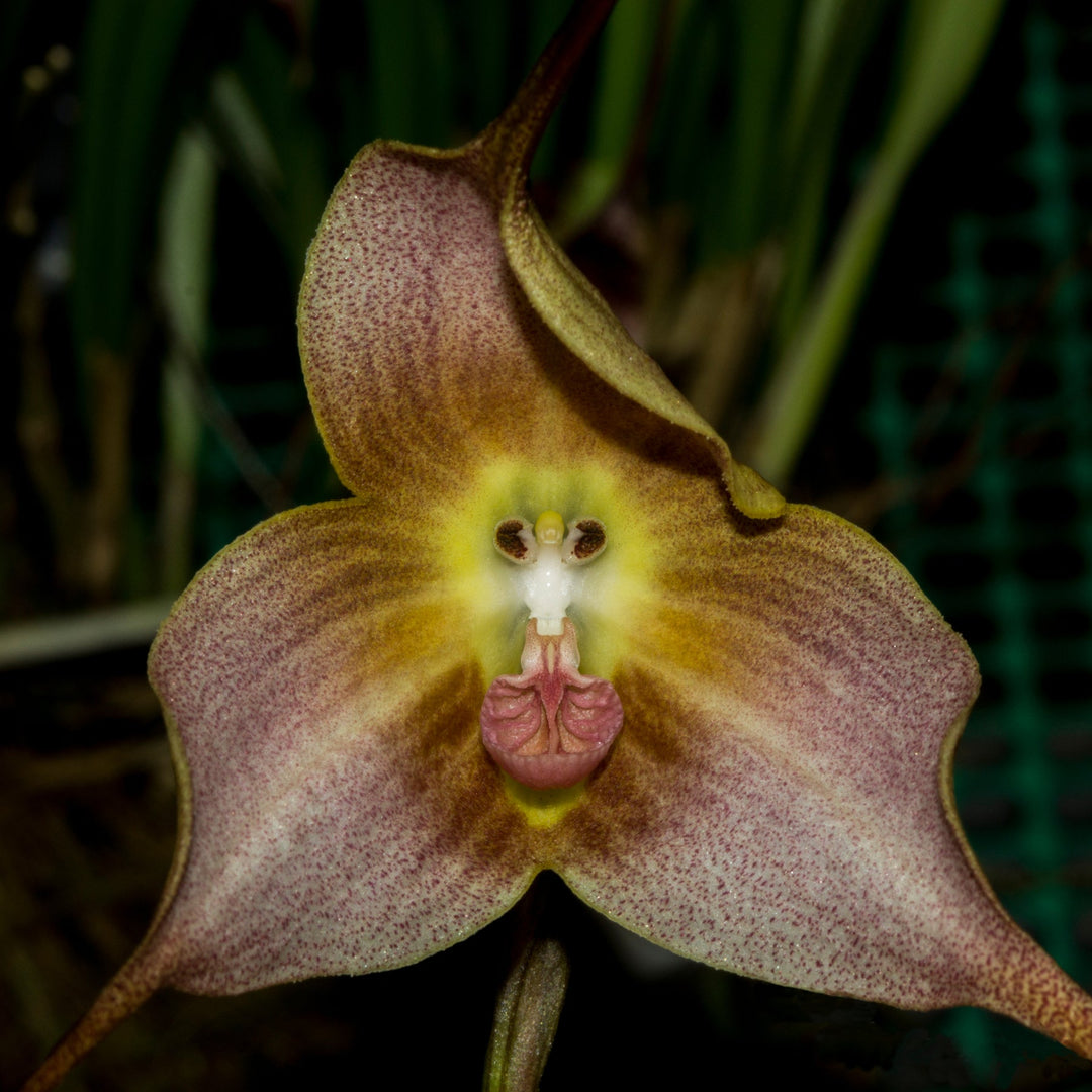 dracula orchid flower seeds