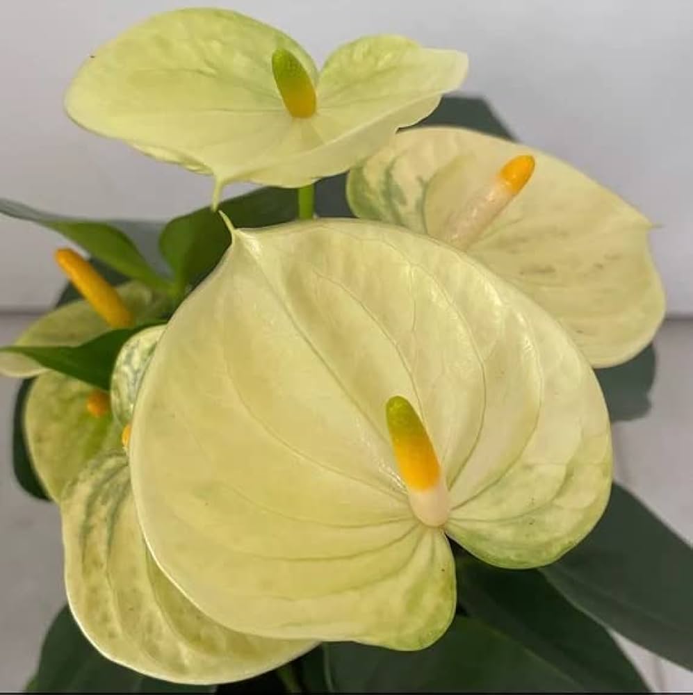 yellow heirloom flower seeds
