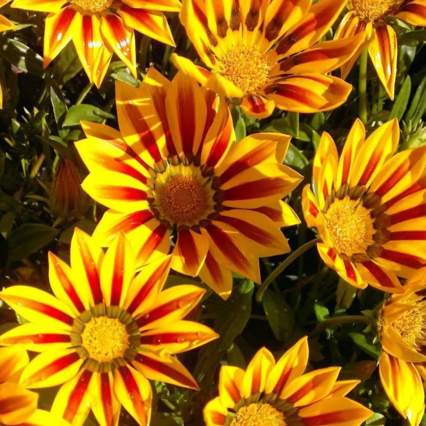 yellow red flower seeds