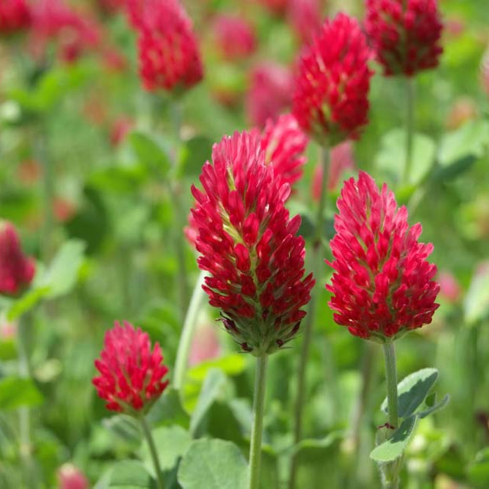 red organic flower seeds