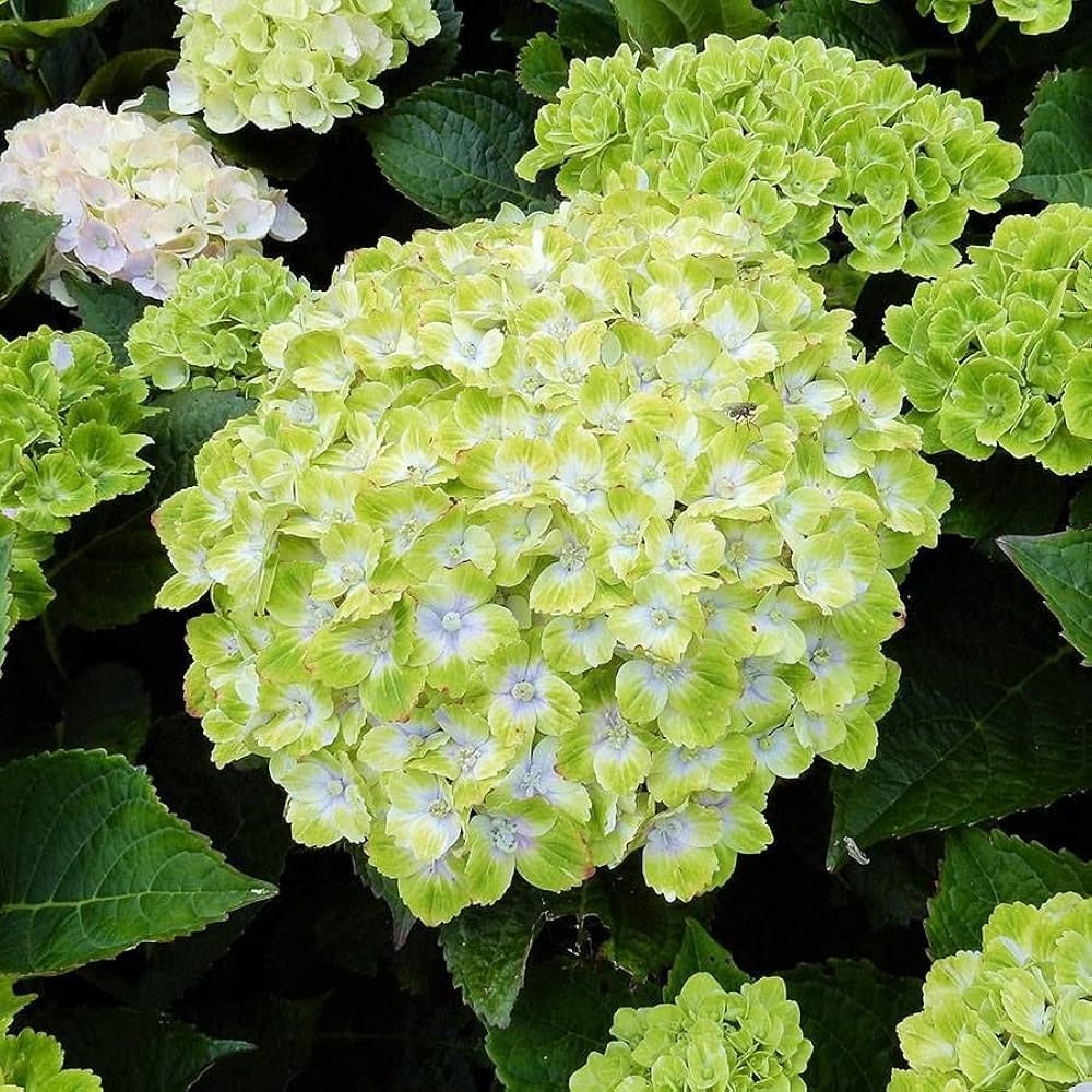 green white flower seeds