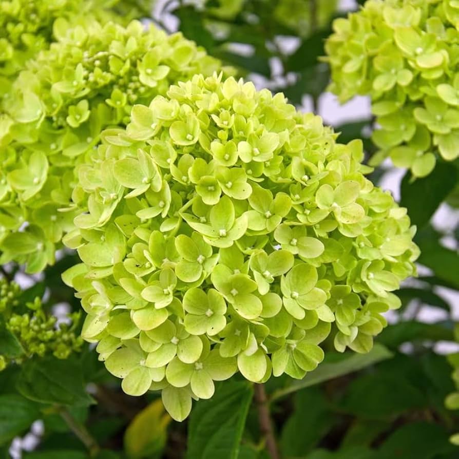 green heirloom flower seeds
