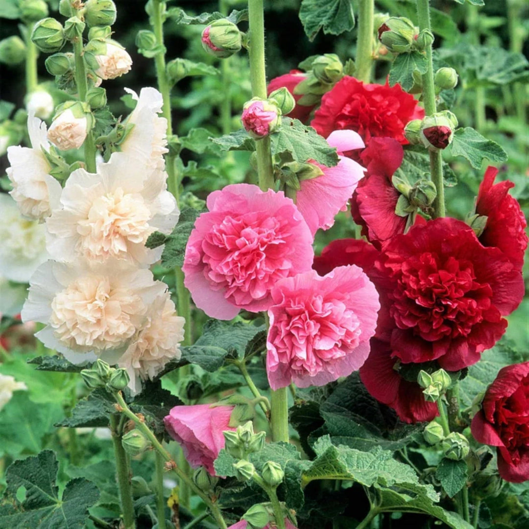 heirloom hollyhock flower seeds