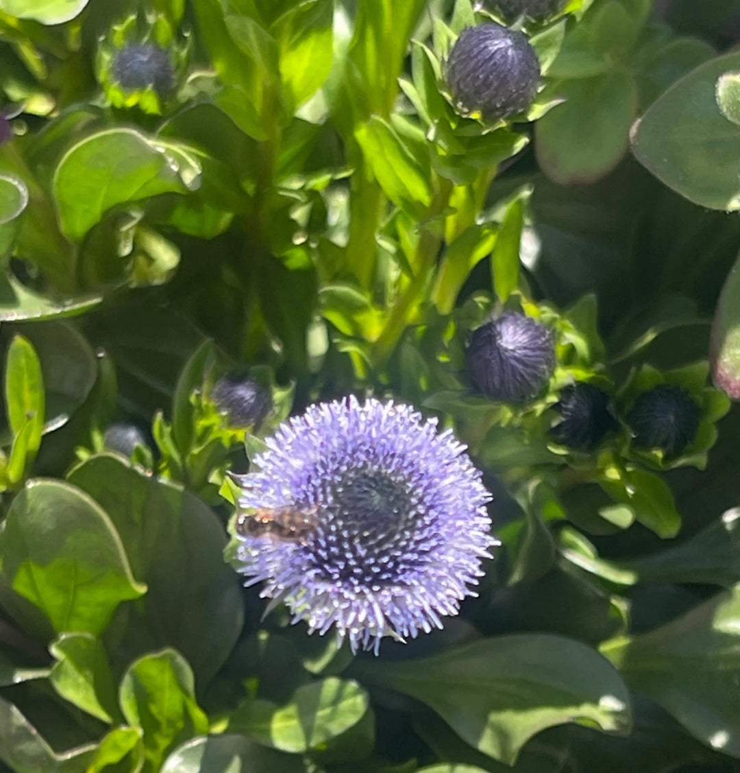 heirloom non flower seeds