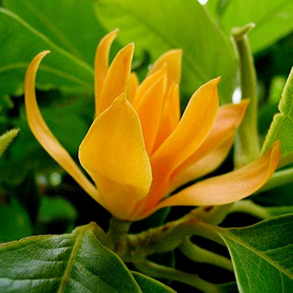 chempaca flower flower seeds
