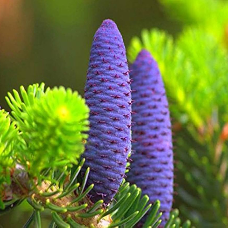purple abies flower seeds