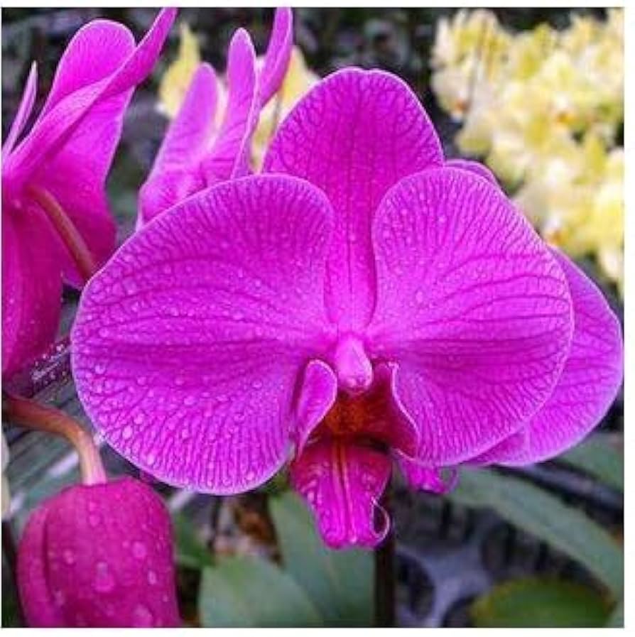 pink heirloom flower seeds