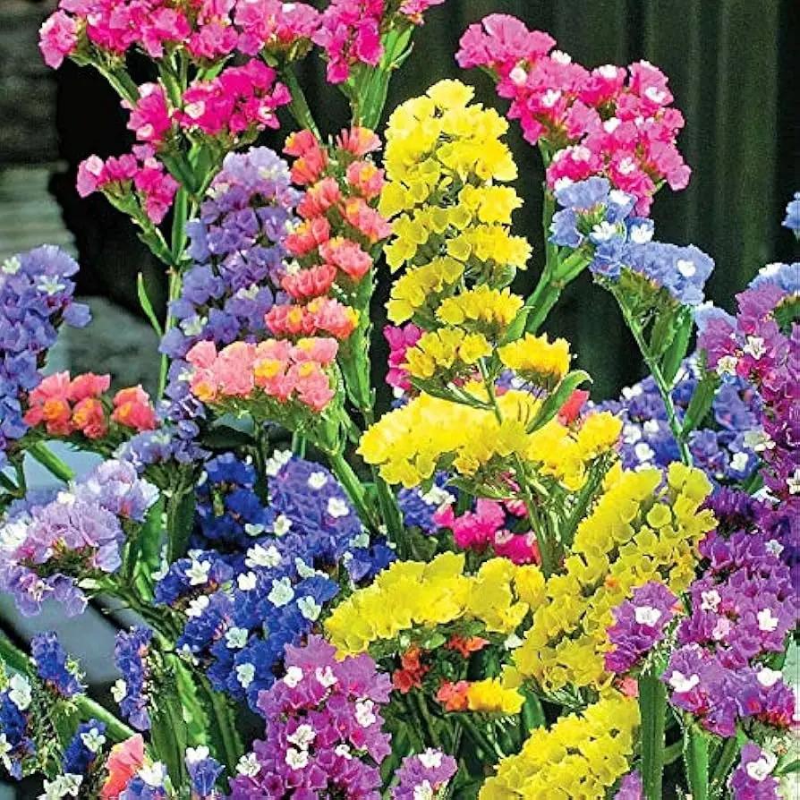 lavender heirloom flower seeds