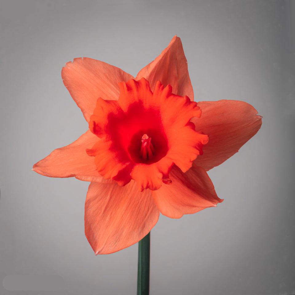red daffodils flower seeds