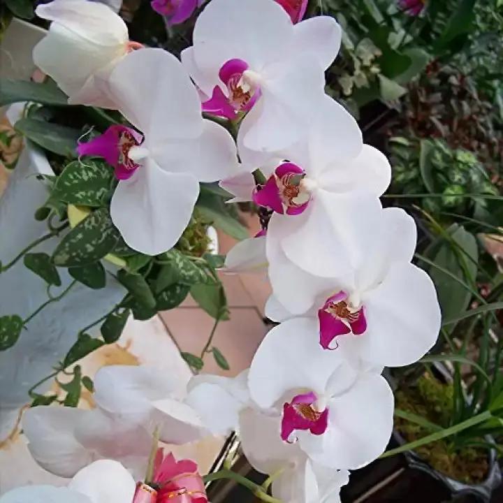 butterfly orchid flower seeds