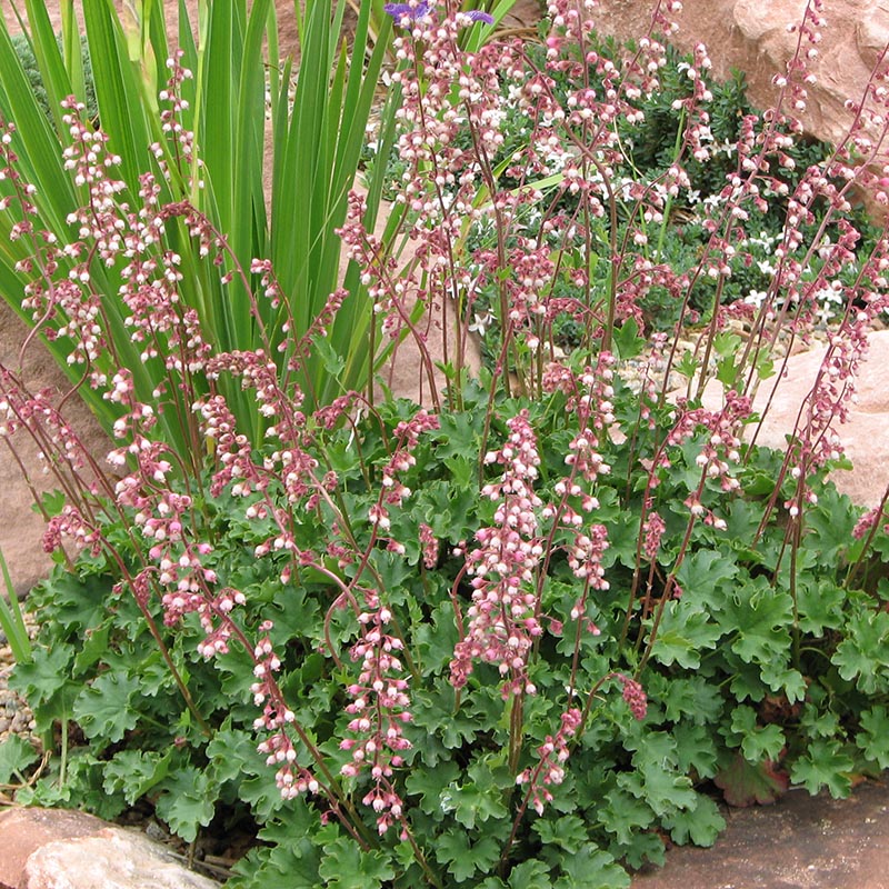 heuchera pulchella flower seeds