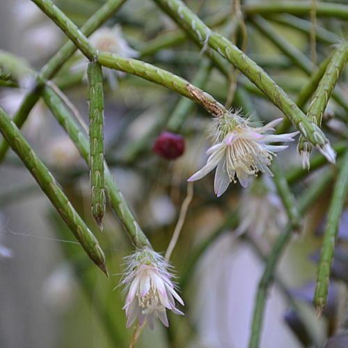 white pilocarpa flower seeds