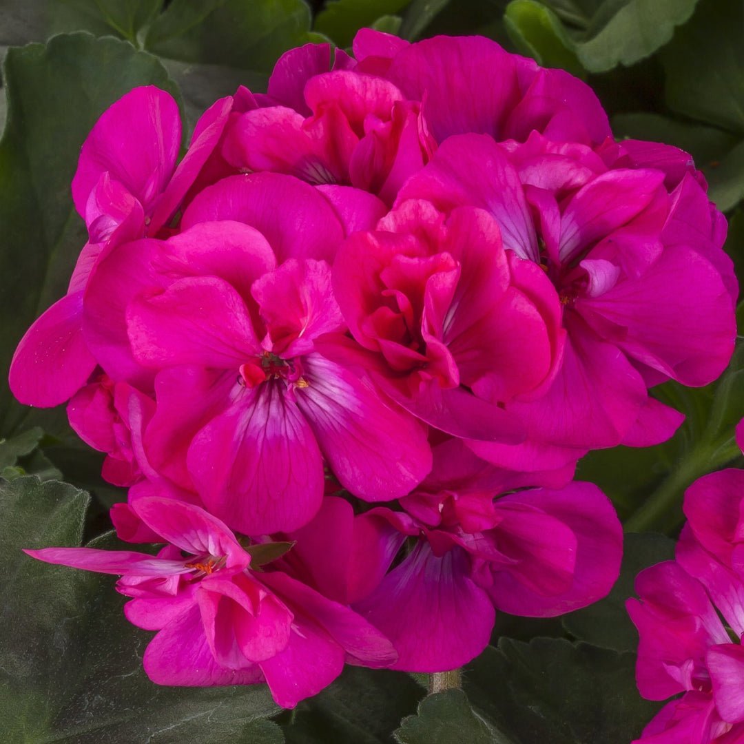 pink deep flower seeds