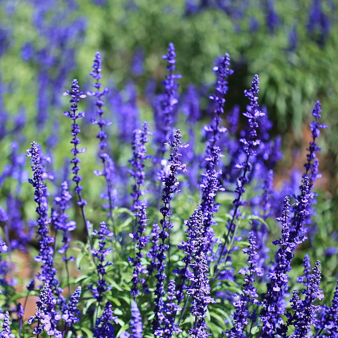 blue sage flower seeds