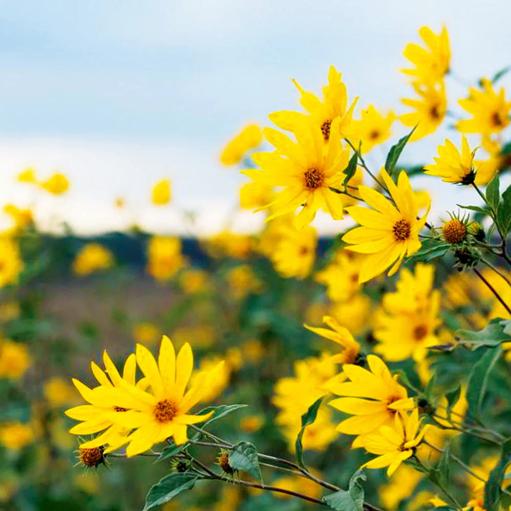yellow heirloom flower seeds