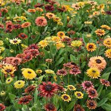 rudbeckia sahara flower seeds