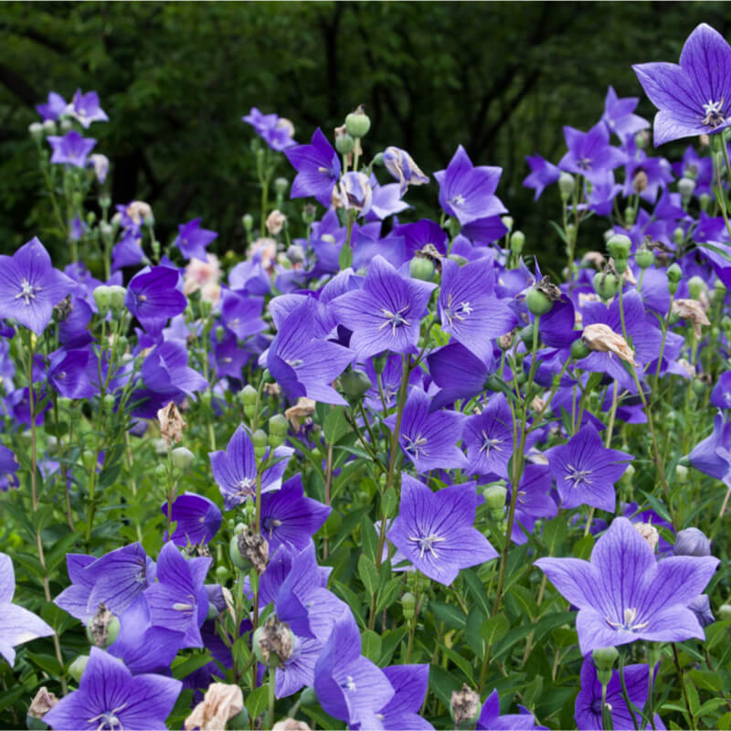 patycodon for flower seeds