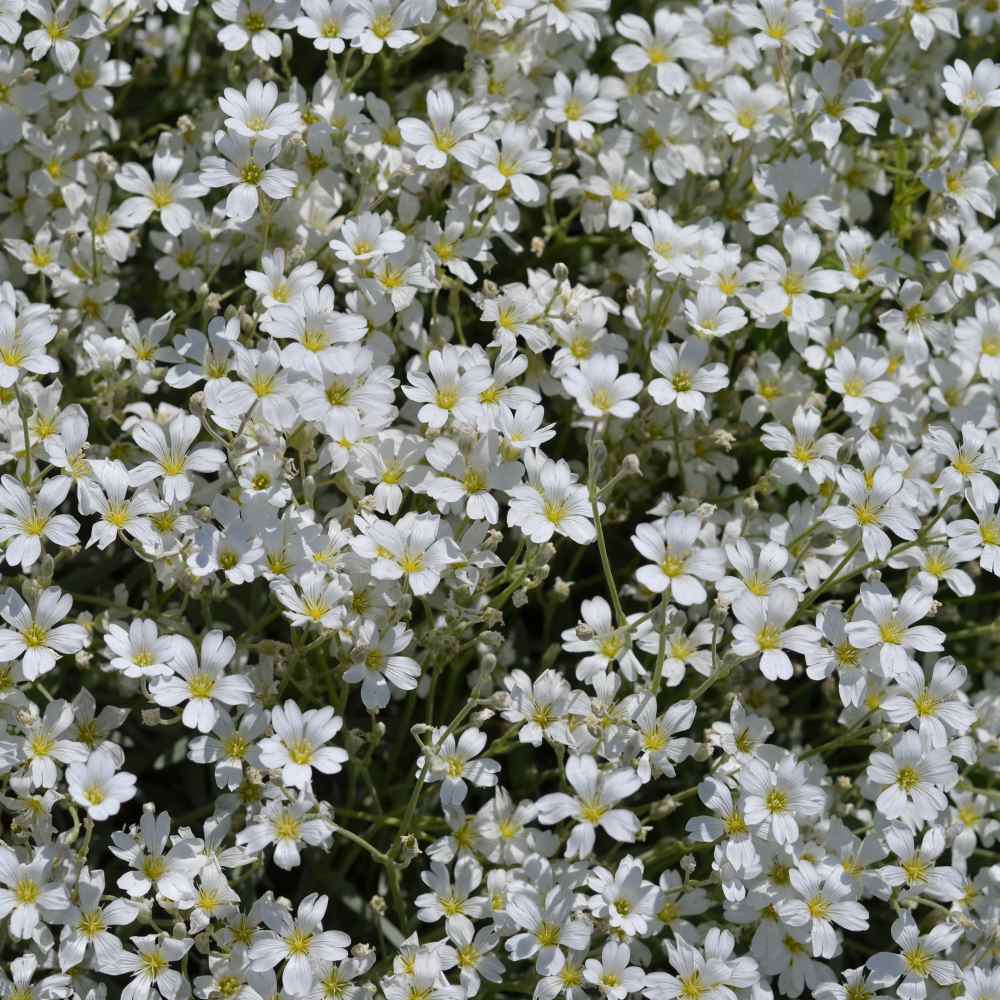 white gypsophila flower seeds