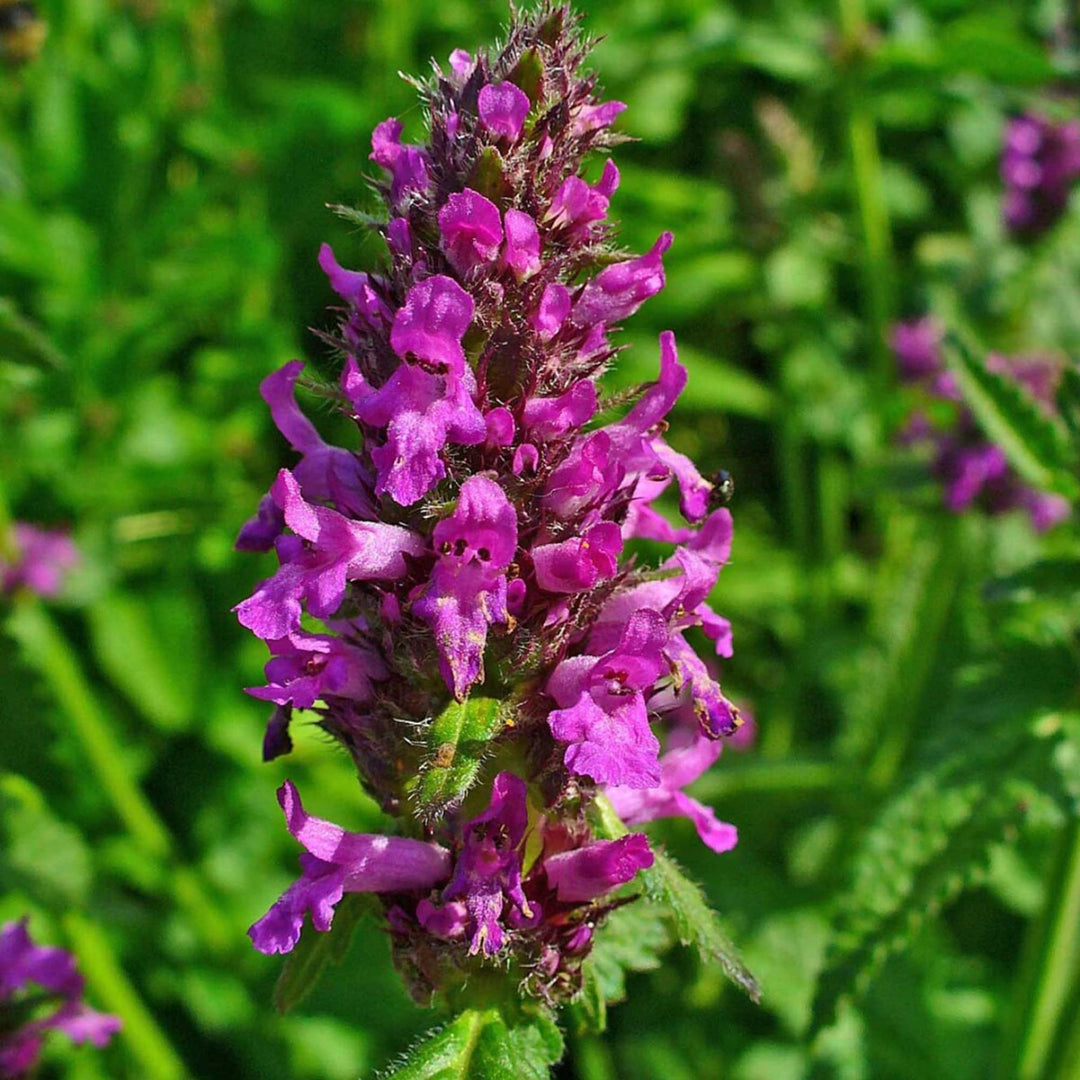 stachys officinalis flower seeds
