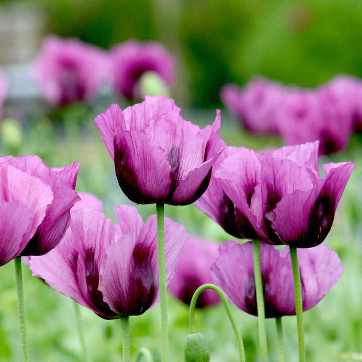 heirloom non flower seeds