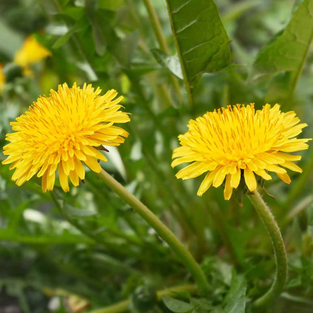 heirloom non flower seeds