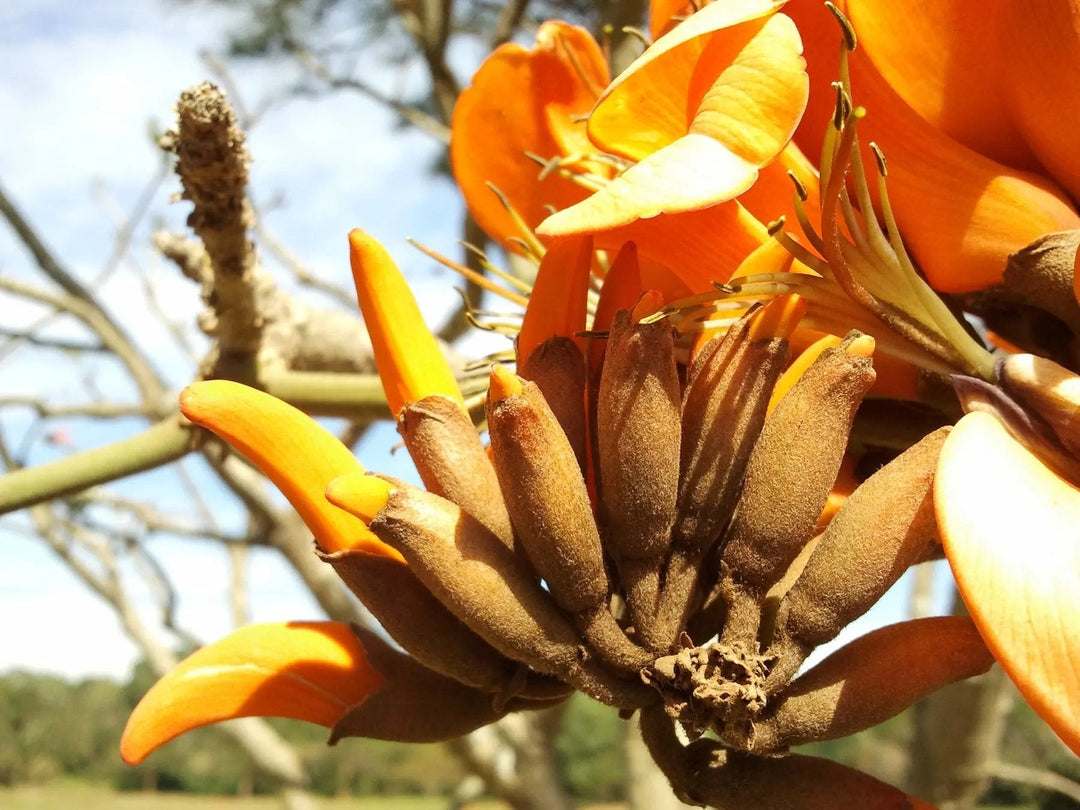 yellow erythrina flower seeds