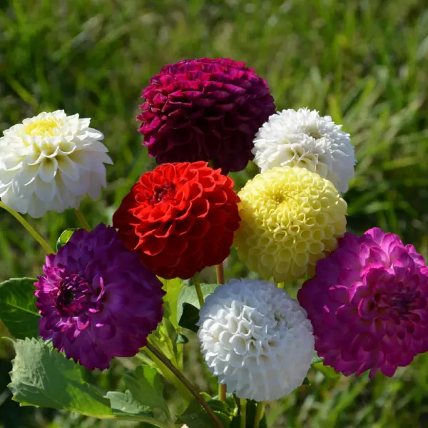 dahlia flower flower seeds