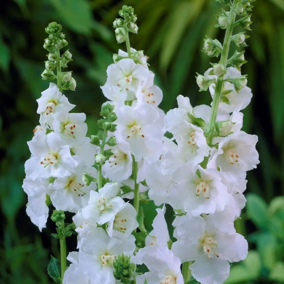 white verbascum flower seeds