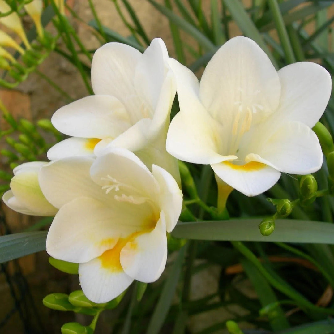 white freesia flower seeds