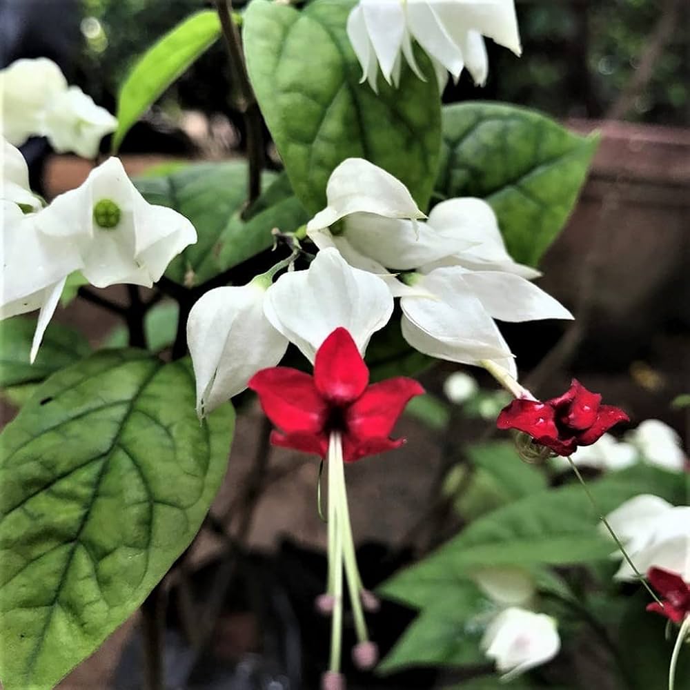 clerodendrum flower flower seeds