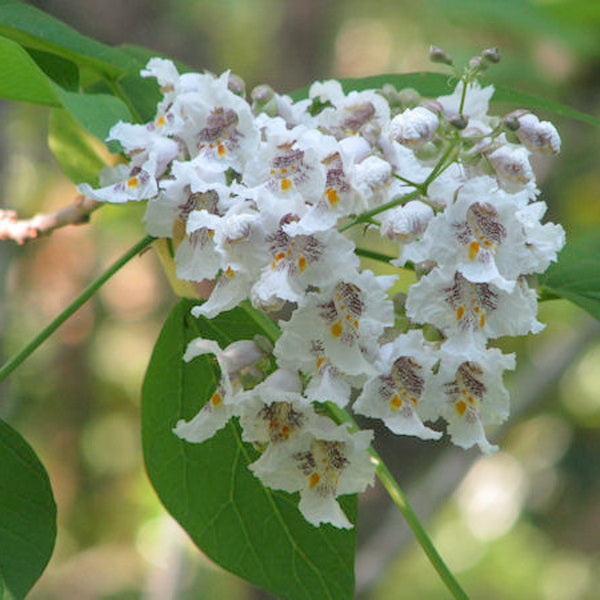 white heirloom flower seeds