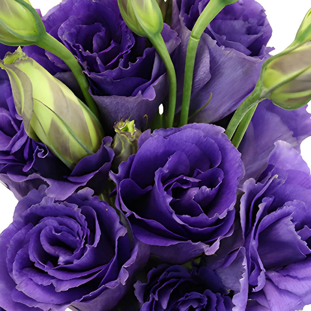 purple lisianthus flower seeds