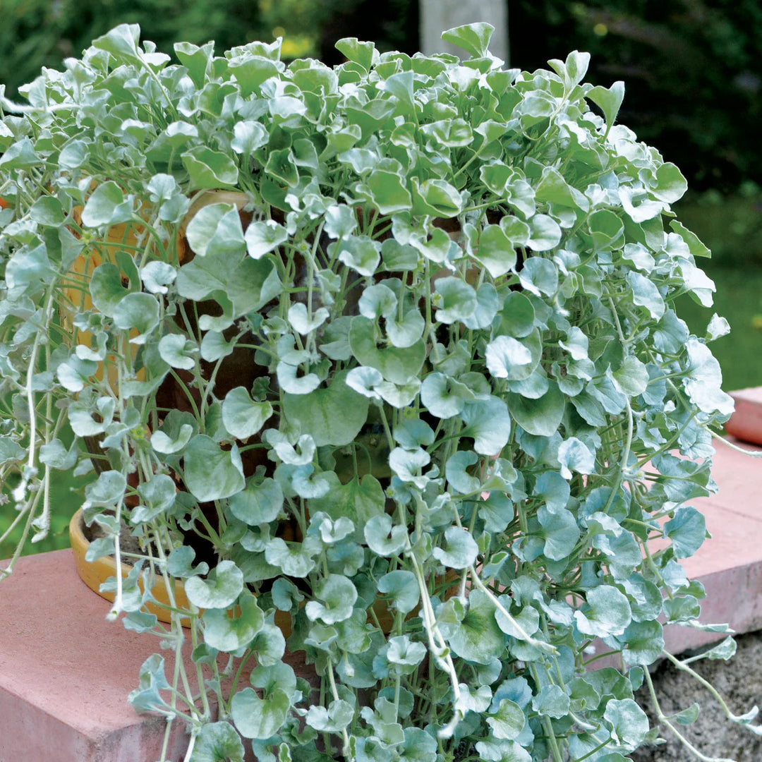 blue dichondra flower seeds